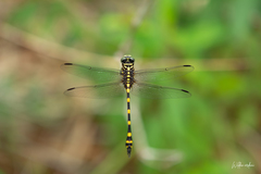 Ictinogomphus decoratus