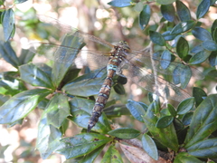 Rhionaeschna diffinis