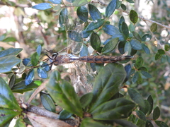 Rhionaeschna diffinis