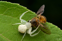 Thomisus