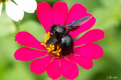 Xylocopa iridipennis