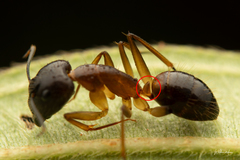 Camponotus