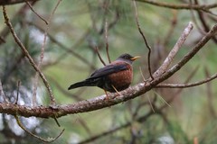 Turdus rubrocanus