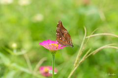 Doleschallia bisaltide