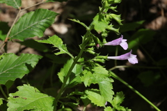 Clinopodium grandiflorum