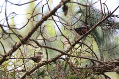 Turdus rubrocanus