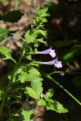Clinopodium grandiflorum