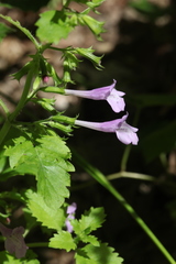 Clinopodium grandiflorum
