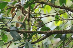 Phylloscopus castaniceps