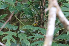 Pteruthius melanotis