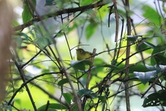 Phylloscopus omeiensis