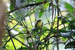 Phylloscopus omeiensis