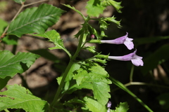 Clinopodium grandiflorum