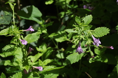 Clinopodium grandiflorum