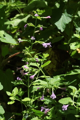 Clinopodium grandiflorum