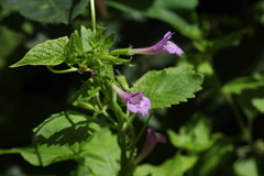 Clinopodium grandiflorum