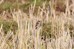 Saxicola stejnegeri
