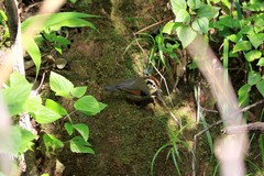 Schoeniparus castaneceps