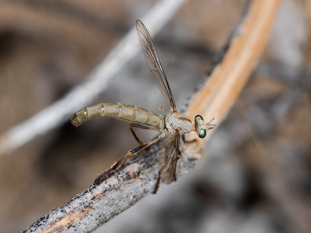 Pegesimallus mesasiatica