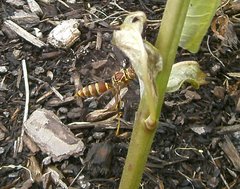 Polistes exclamans