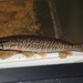 Redfin Pickerel - Photo (c) Ty Smith, some rights reserved (CC BY-NC)