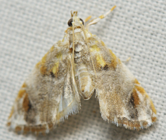 Glaphyria basiflavalis