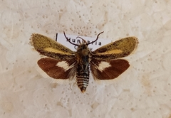 Brachodes appendiculata