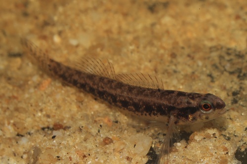 Sawcheek Darter (Etheostoma serrifer) · iNaturalist