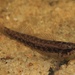 Sawcheek Darter - Photo (c) Ty Smith, some rights reserved (CC BY-NC)