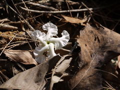Tabernaemontana alternifolia