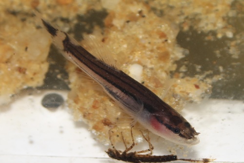 Swampfish (Chologaster cornuta) — Amblyopsidae — 4