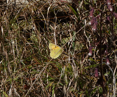 Colias fieldii fieldii