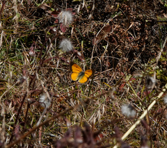Colias fieldii fieldii