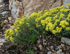 Odontarrhena obovata