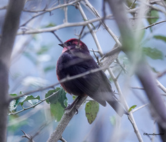 Procarduelis nipalensis