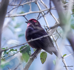 Procarduelis nipalensis