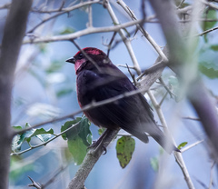 Procarduelis nipalensis