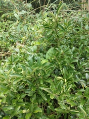 Euonymus spraguei