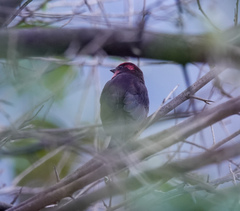 Procarduelis nipalensis