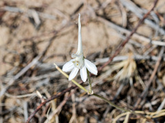 Delphinium rugulosum