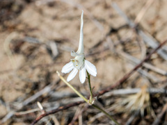 Delphinium rugulosum