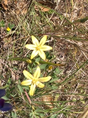 Triteleia ixioides ixioides