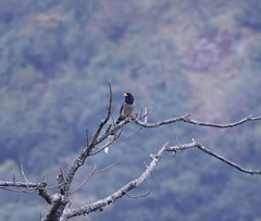 Urocissa flavirostris