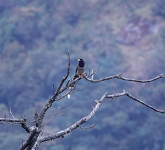 Urocissa flavirostris