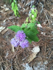Vernonia alamanii