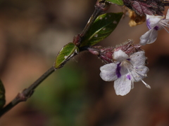 Strobilanthes ciliata