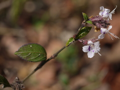 Strobilanthes ciliata