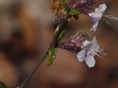Strobilanthes ciliata