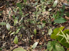 Strobilanthes ciliata