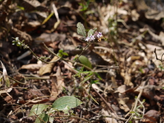 Strobilanthes ciliata